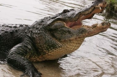 gatorland2