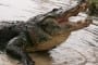 gatorland2