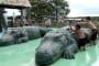 gatorland3